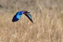 Lilac-breasted Roller (Rollier à longs brins) Chief Island