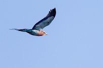 Lilac-breasted Roller (Rollier à longs brins) Chief Island