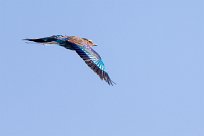 Lilac-breasted Roller (Rollier à longs brins) Chief Island