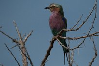 Lilac breasted roller (Rollier à longs brins) Etosha