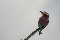 Lilacbeasted roller (Rollier à longs brins) Daan Viljoen Game Park - Windhoek