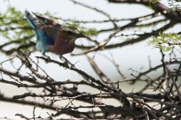 Lilacbreasted roller (Rollier à longs brins) Etosha