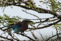 Lilacbreasted roller (Rollier à longs brins) Etosha