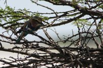 Lilacbreasted roller (Rollier à longs brins) Etosha