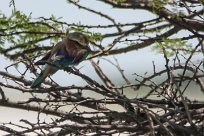 Lilacbreasted roller (Rollier à longs brins) Etosha