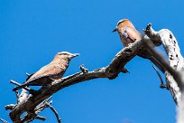 Rollier varié (Purple roller) Rollier varié (Purple roller)