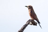 Rollier varié (Purple roller) Rollier varié (Purple roller)