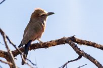 Rollier varié (Purple roller) Rollier varié (Purple roller)