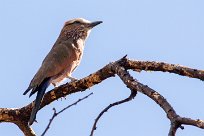 Rollier varié (Purple roller) Rollier varié (Purple roller)