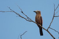 Purple roller (Rollier varié) Huab river