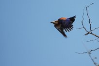 Purple roller (Rollier varié) Huab river