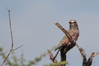 Purple roller (Rollier varié) Waterberg