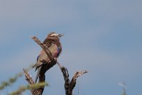 Purple roller (Rollier varié) Waterberg