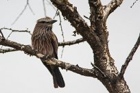 Purple roller (Rollier varié) Waterberg