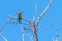 White-fronted Bee-eater (Guêpier à front blanc) White-fronted Bee-eater (Guêpier à front blanc)