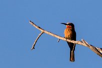 White-fronted Bee-eater (Guêpier à front blanc) White-fronted Bee-eater (Guêpier à front blanc)