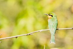 Little Bee-eater (Guêpier nain)_7D2_1460 null