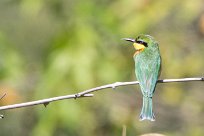 Little Bee-eater (Guêpier nain) Savuti_Marsh