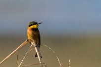 Little Bee-eater (Guêpier nain) Little Bee-eater (Guêpier nain)