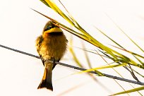 Little Bee-eater (Guêpier nain) Little Bee-eater (Guêpier nain)