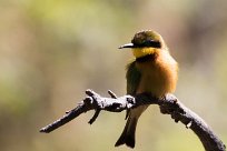 Little Bee-eater (Guêpier nain) Little Bee-eater (Guêpier nain)