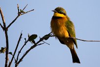 Little bee-eater (Guêpier nain) Chobe River