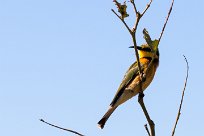 Little bee-eater (Guêpier nain) Savuti_Marsh