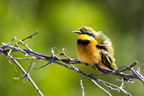 Little bee-eater (Guêpier nain) Savuti_Marsh