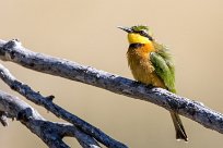 Little bee-eater (Guêpier nain) Kwaï