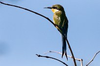 Little bee-eater (Guêpier nain) Kwaï