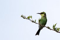 Swallow-tailed bee-eater (Guêpier à queue d'aronde) Swallow-tailed bee-eater (Guêpier à queue d'aronde)