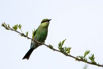 Swallow-tailed bee-eater (Guêpier à queue d'aronde) Swallow-tailed bee-eater (Guêpier à queue d'aronde)