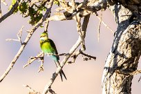 Swallow-tailed Bee-eater (Guêpier à queue d'aronde) Namib autour de Solitaire