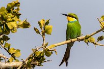 Swallow-tailed Bee-eater (Guêpier à queue d'aronde) Swallow-tailed Bee-eater (Guêpier à queue d'aronde)