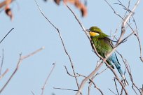 Swallow-tailed bee-eater (Guêpier à queue d'aronde) Nxai