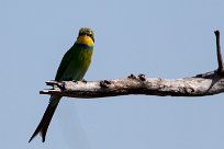 Swallow-tailed bee-eater (Guêpier à queue d'aronde) Chobe National Park