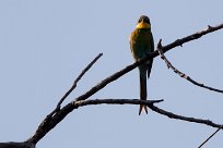 Swallow-tailed bee-eater (Guêpier à queue d'aronde) Chobe National Park