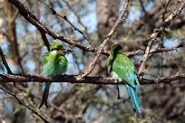 Swallow-tailed bee-eater (Guêpier à queue d'aronde) Kwaï