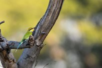 Swallow-tailed bee-eater (Guêpier à queue d'aronde) Chief Island