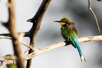 Swallow-tailed bee-eater (Guêpier à queue d'aronde) Chief Island