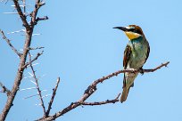 European bee-eater (Guépier d'Europe) European bee-eater (Guépier d'Europe)