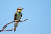 European bee-eater (Guépier d'Europe) European bee-eater (Guépier d'Europe)