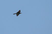 European bee-eater (Guepier d'Europe) Etosha