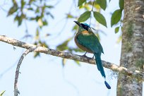 Momoto diademado (Motmot de Lesson) Chirripo - Costa Rica