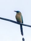 Momoto diademado (Motmot de Lesson) Chirripo - Costa Rica