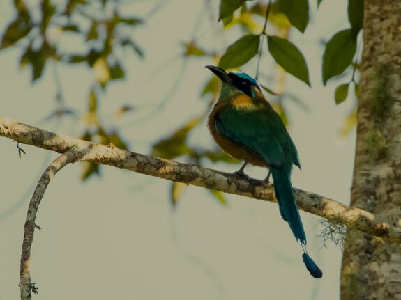 Motmot de Lesson