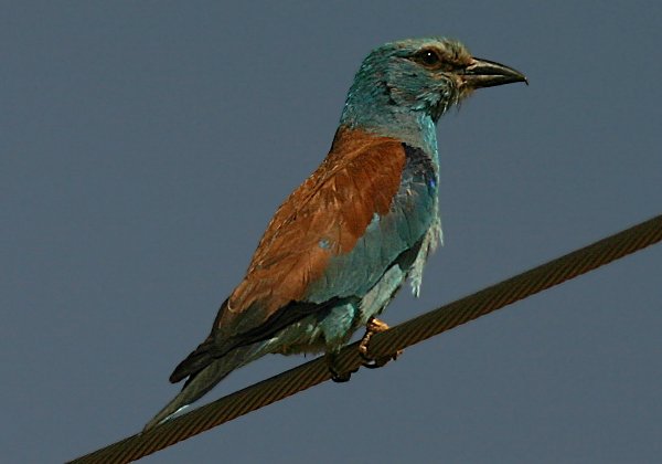 Coraciidés (Rolliers)