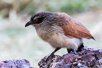 White-browed Coucal (Coucal à sourcils blancs) White-browed Coucal (Coucal à sourcils blancs)