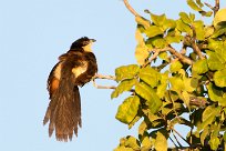 Coppery-tailed Coucal (Coucal des papyrus) Chief Island