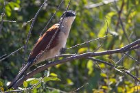 Senegal Coucal (Coucal du Sénégal) Chobe River